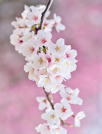 꽃피는 봄에도 대한민국 ‘온기나눔’은 계속!