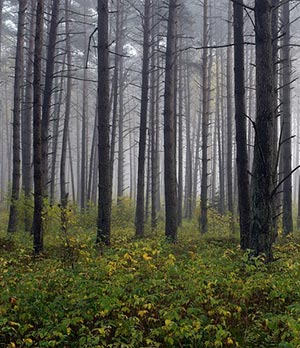 국립자연휴양림 ‘무료’로 즐기는 꿀팁!