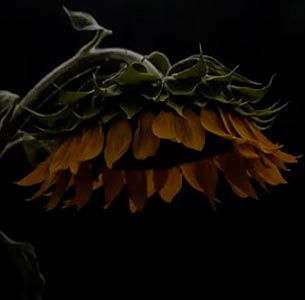 [당신의 안전과 회복을 최우선으로 합니다, 해바라기센터] 성폭력 피해자 통합지원